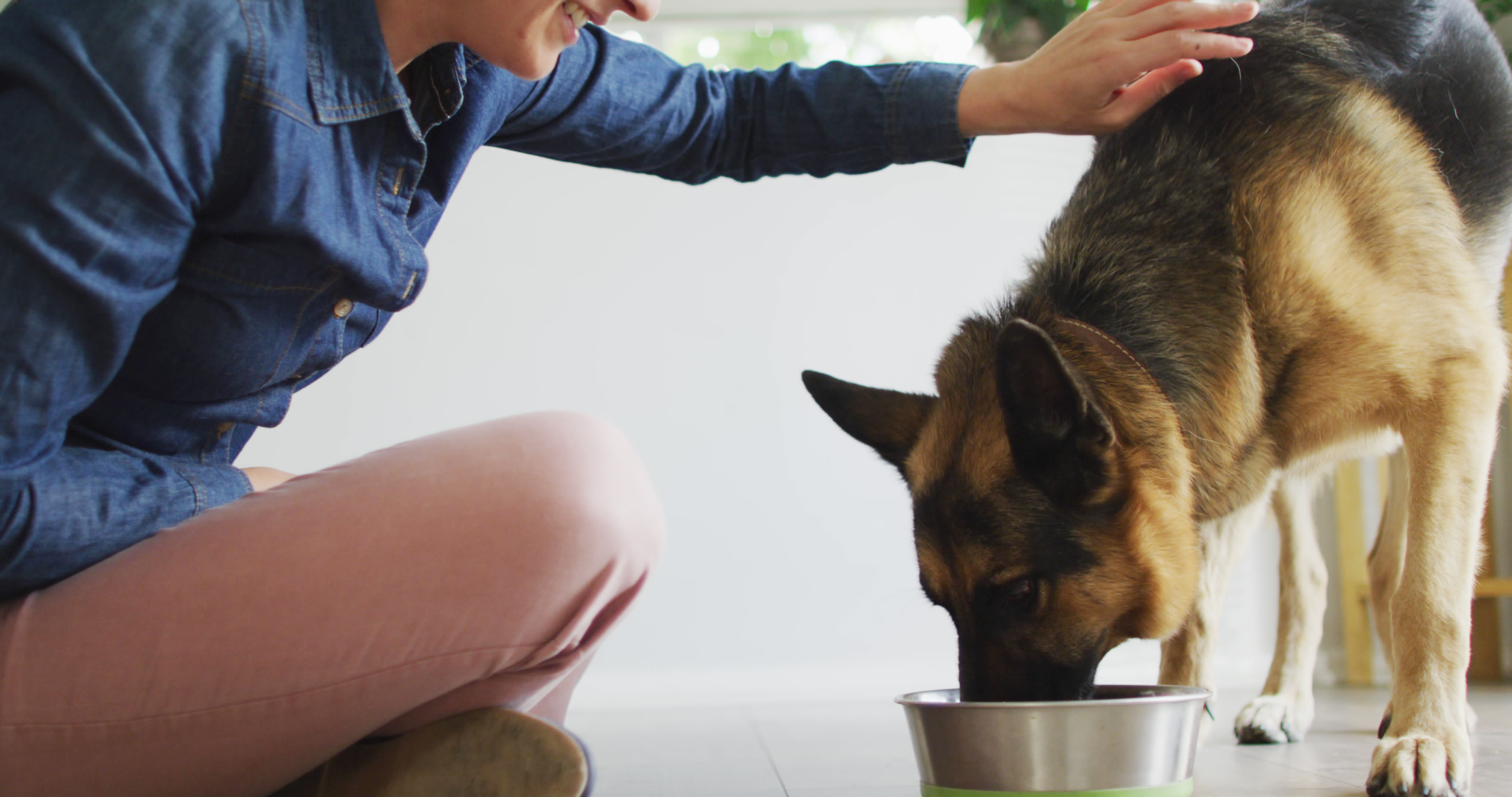Pet Care